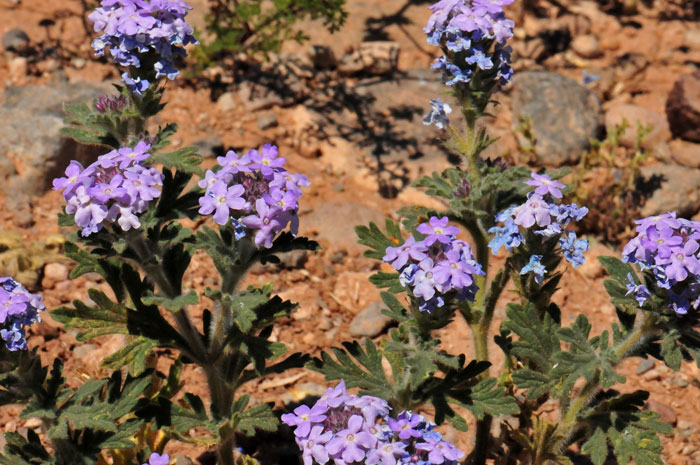 Southwestern Mock Vervain is an annual or perennial native “Verbena” that grows up to 15 inches; grows at elevations below 5,000 feet, 3,500 to 6,400 feet in California. Glandularia gooddingii Southwestern Mock Vervain is an annual or perennial native “Verbena” that grows up to 15 inches; grows at elevations below 5,000 feet, 3,500 to 6,400 feet in California. Glandularia gooddingii